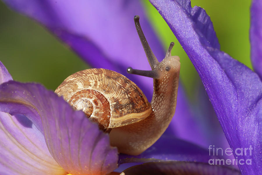 cute-snail