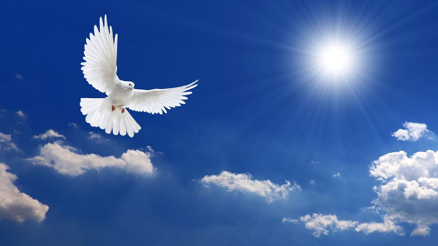 Các giáo xứ Công giáo ở Anh và xứ Wales cử hành “Chúa nhật Hoà bình”