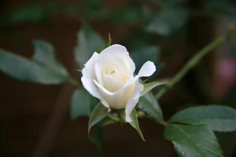 Белые розы смысл