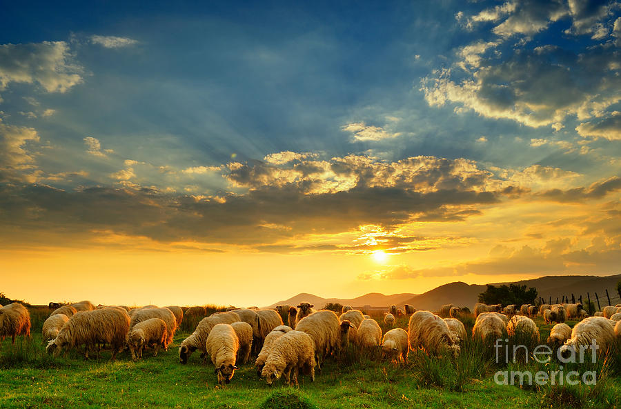 shepherd-sheep-1