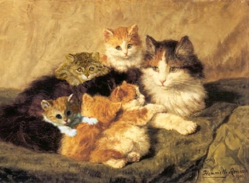 cats