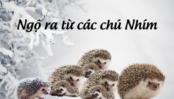 ngoratucacchunhim171151
