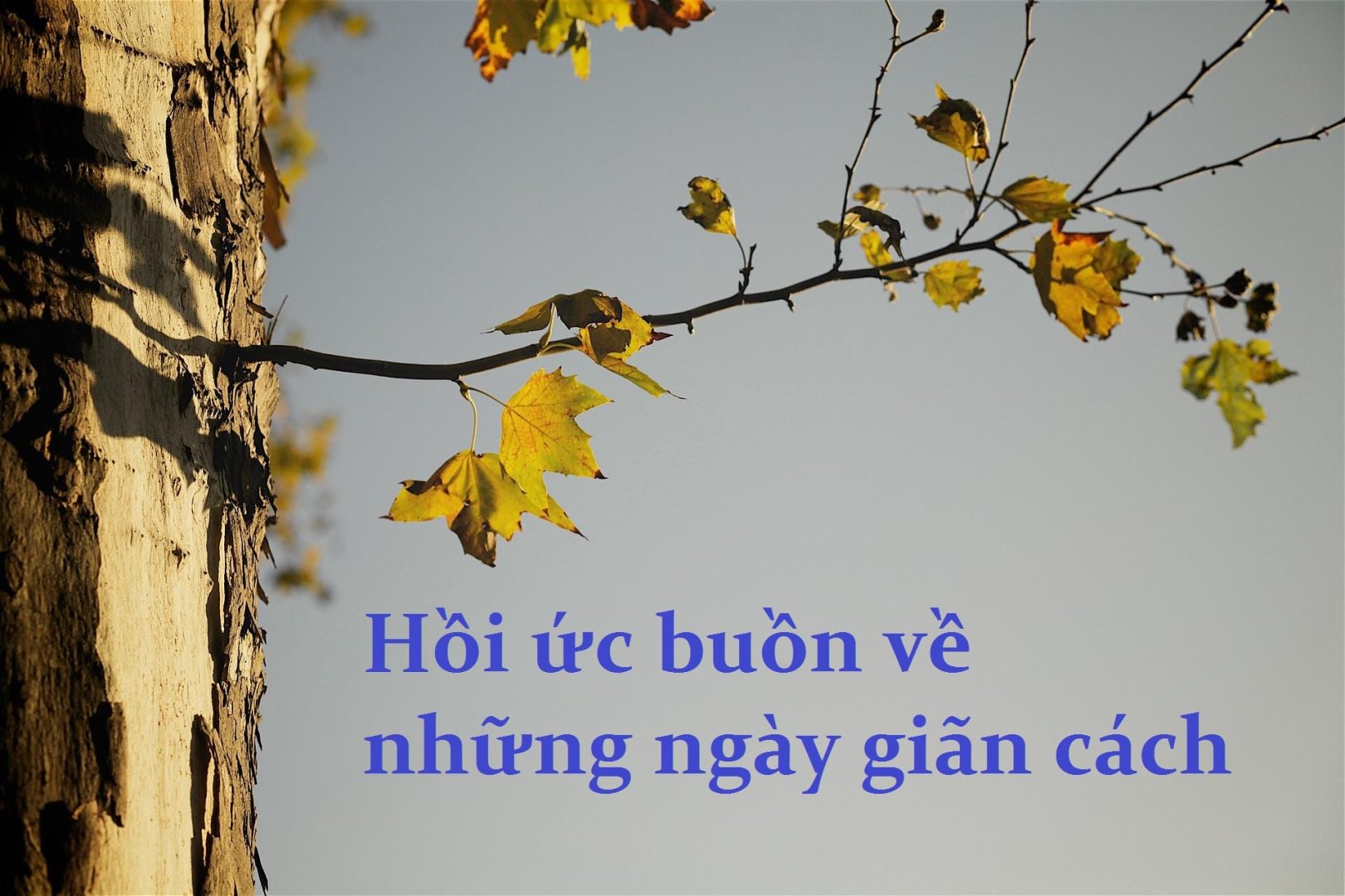 hoiucbuon