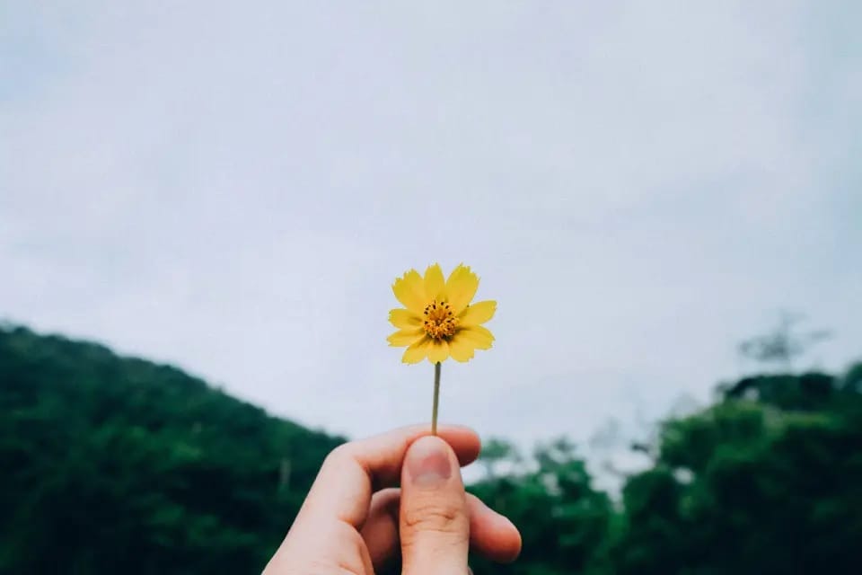 daisy daisy