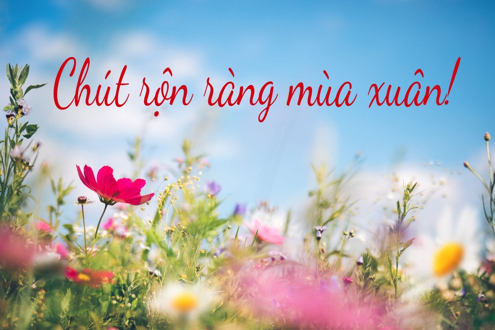 chutronrangmuaxuan