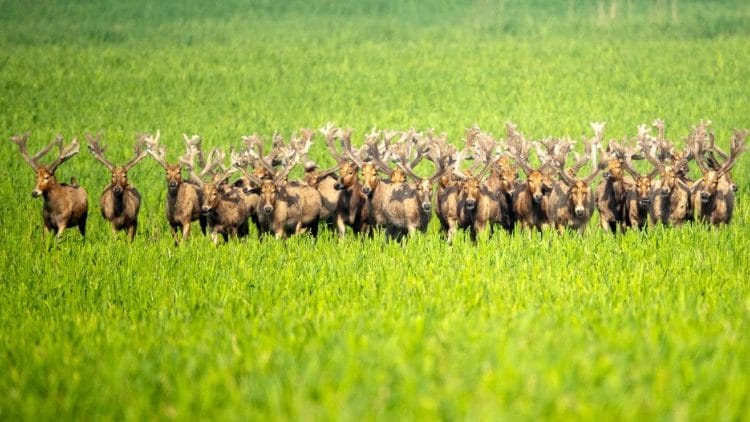 thienac1