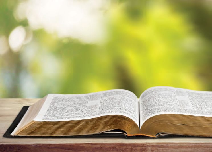 may2019pineconebible