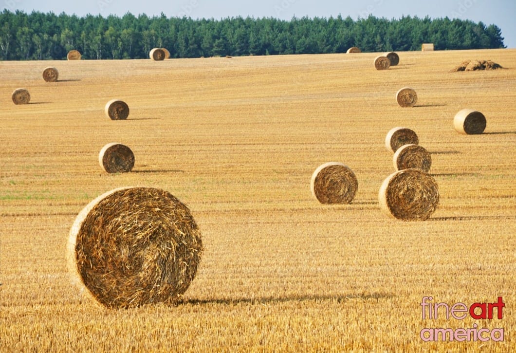 abundant-harvest