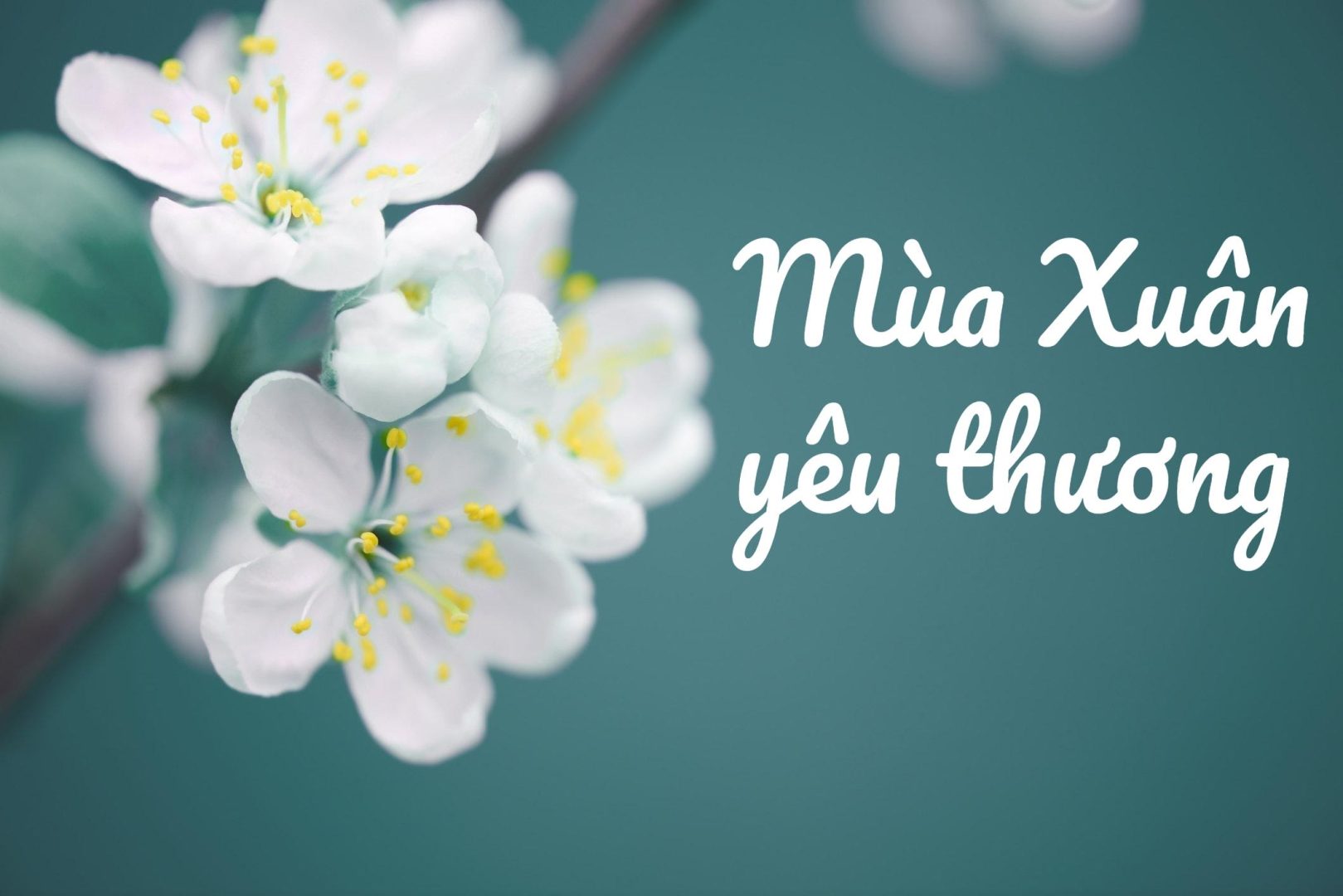 muaxuanyeuthuong