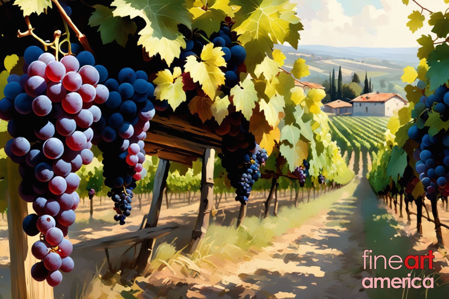 vineyard1