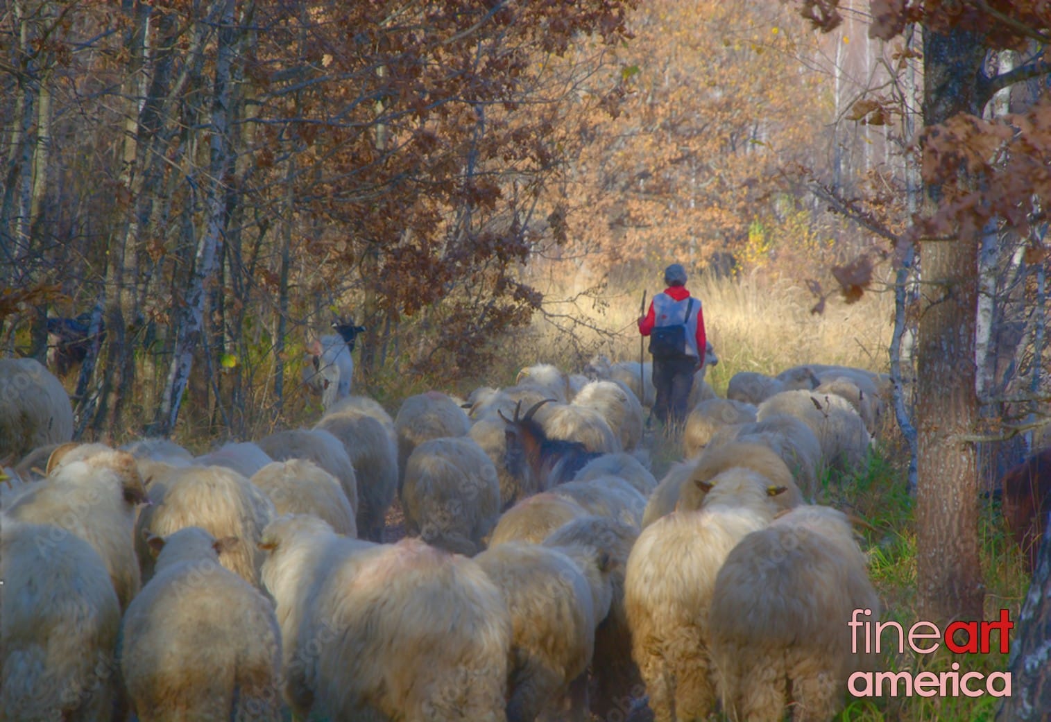 sheep-flock