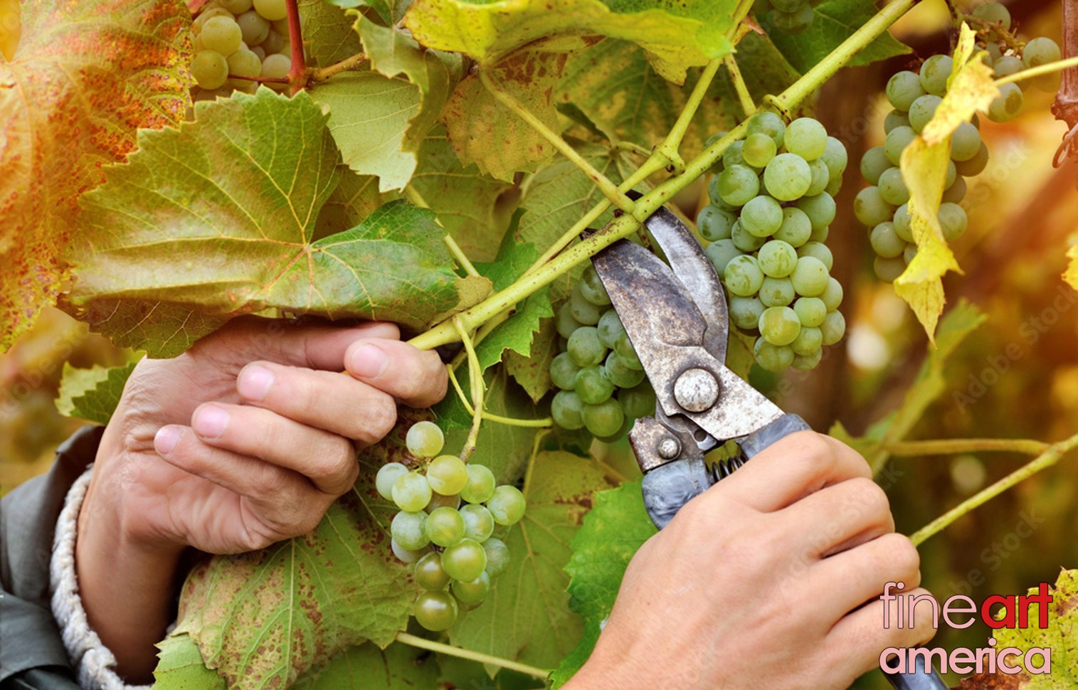vines-cutting