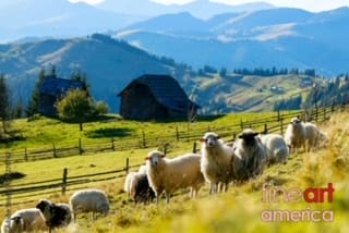 sheep