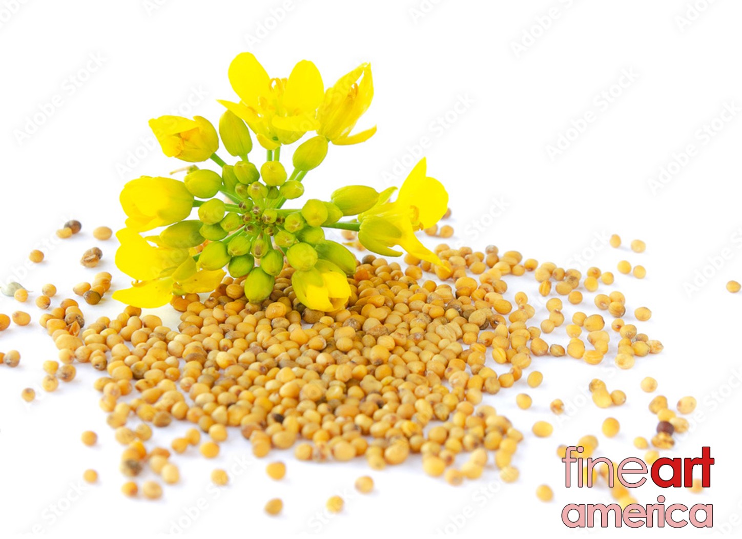 mustard-seed-1