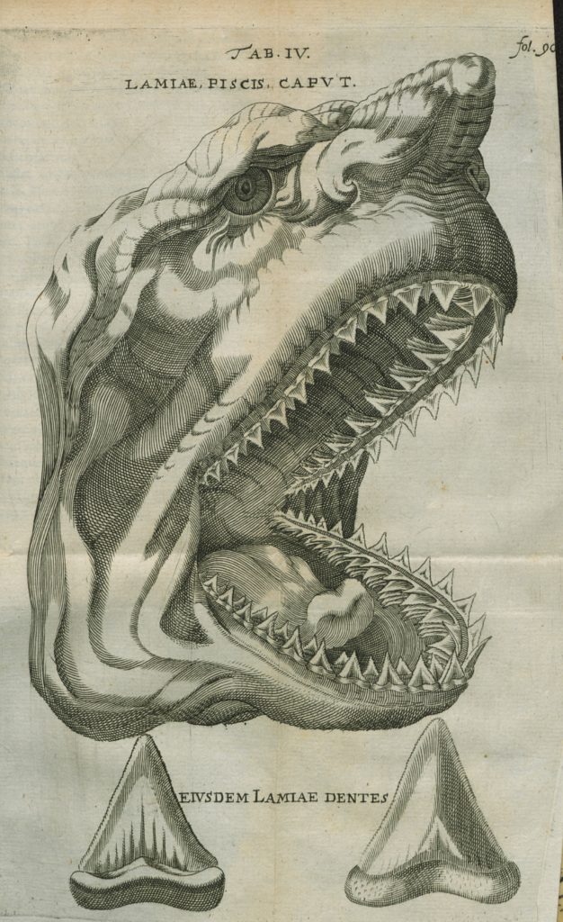 steensenelementorummyologiaespecimen166947152891copy626x1024